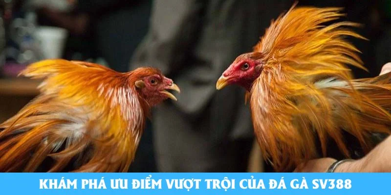Khám phá ưu điểm vượt trội của đá gà SV388
