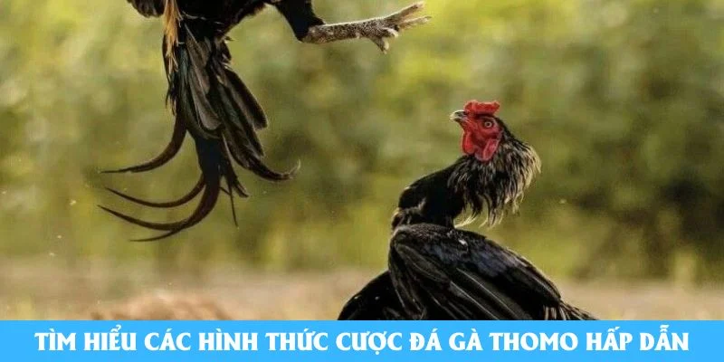 Tìm hiểu các hình thức cược đá gà thomo hấp dẫn