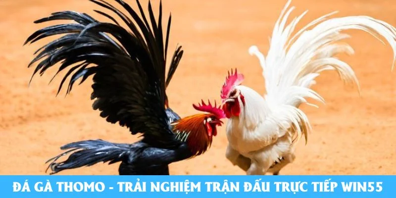 Đá gà Thomo
