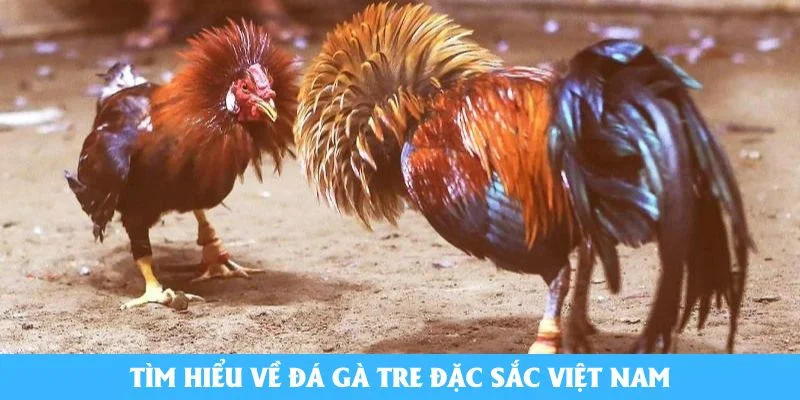 Tìm hiểu về đá gà tre đặc sắc Việt Nam